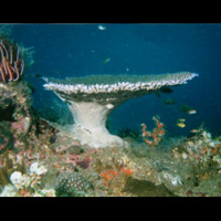 Photo from the trip Scuba Diving Gili Selang Ship Wreck Exploration