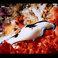 Photo from the trip Late Valentine Diving Bali