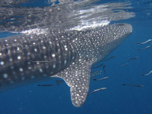 Photo from dive trip Whale Shark Dive at Seven Skies