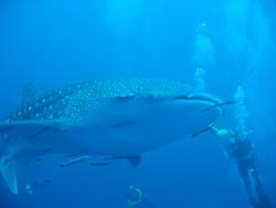 Photo from the trip Whale Shark Dive at Seven Skies