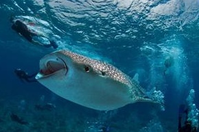 Photo from the trip Maldives 2012 - Highest Population of Whale Sharks in the World!