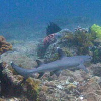 Photo from the trip Chinese New Year Dive Bali II