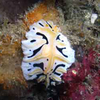 Photo from the trip Chinese New Year Dive Bali II