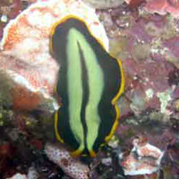 Photo from the trip Diving South Sulawesi 2004