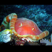 Photo from dive trip Diving Manado 2003