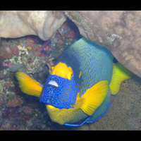 Photo from the trip Diving Manado 2003