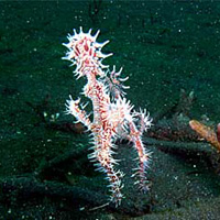 Photo from the trip Diving Manado 2003