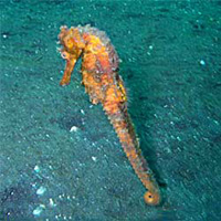 Photo from the trip Diving Manado 2003